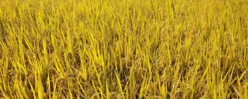 荃优鄂晶丝苗水稻品种简介(荃优鄂晶丝苗在4月中下旬进行播种)-会东网