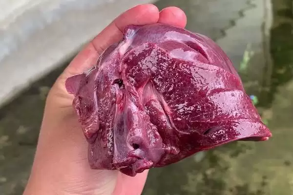 图片[3]-钓黑鱼选动物饵料或自制饵料，哪种效果更好？钓黑鱼的饵料还有哪些选择？-会东网