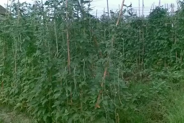 图片[3]-豆类蔬菜花期为何要避免田间出现积水？豆类蔬菜的水肥管理还有哪些关键要点？-会东网
