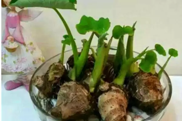 图片[6]-芋头不挖第二年温度回暖后还会再长吗？-会东网