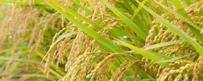 伍两优8549水稻种子特性,全生育期多少天?-会东网