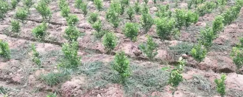 吉育649大豆种子,4月下旬至5月上旬播种有何好处?-会东网