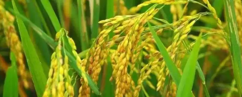瑞优贵香占水稻种子介绍(瑞优贵香占一般每亩用复合肥25千克)-会东网