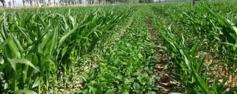 东农54大豆种子,4月末5月初播种的气候和土壤条件适宜性在哪?-会东网
