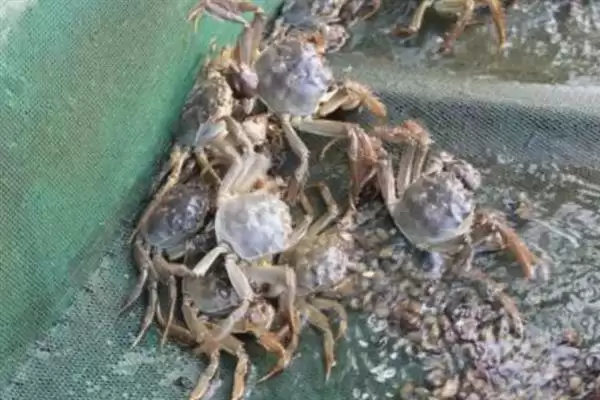 图片[7]-河蟹主要食用水草、动物腐尸、小鱼虾等，这些食物对其生长有什么影响？-会东网