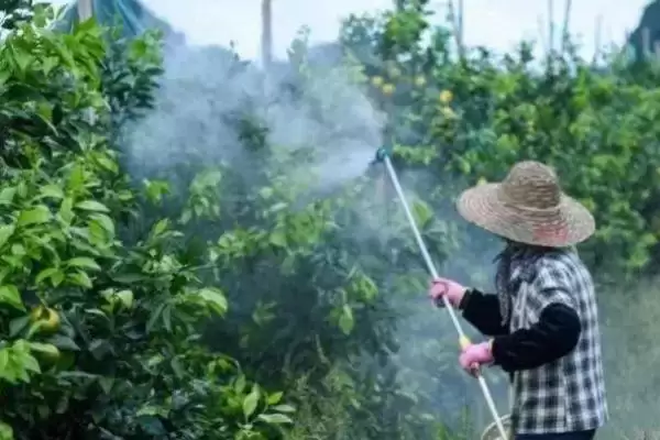 图片[4]-恶霉灵为何不可与强碱性农药混合使用？使用恶霉灵还有哪些注意事项？-会东网