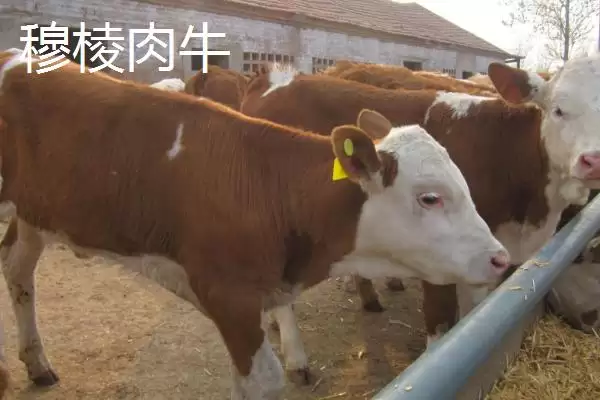 图片[5]-黑龙江牡丹江市的响水大米驰名中外，是什么造就了它的高品质？-会东网