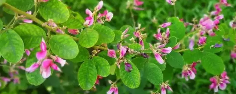 胡枝子7-8月开花，花期的观赏价值和生态价值有哪些？-会东网