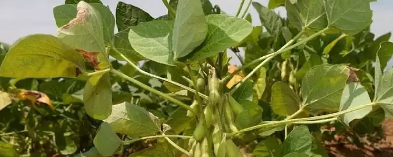 特用大豆(小粒品种)的东农豆254大豆种,小粒品种有哪些特殊的市场需求?-会东网