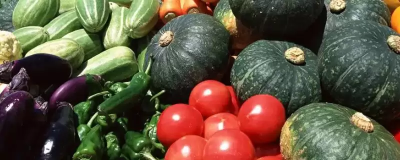大棚蔬菜早春浇灌缓苗水时随水冲施有机肥,对蔬菜生长有哪些好处?大棚蔬菜早春怎么施肥还有哪些要点?-会东网