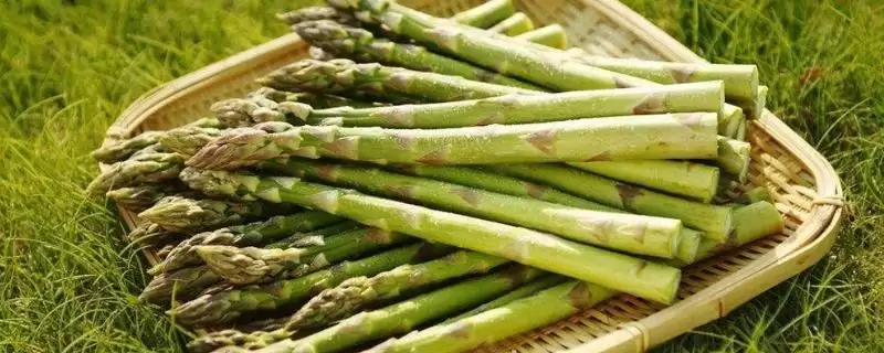 河北容城县的容城绿芦笋、白肉火烧等特产，有哪些独特的风味和价值？-会东网