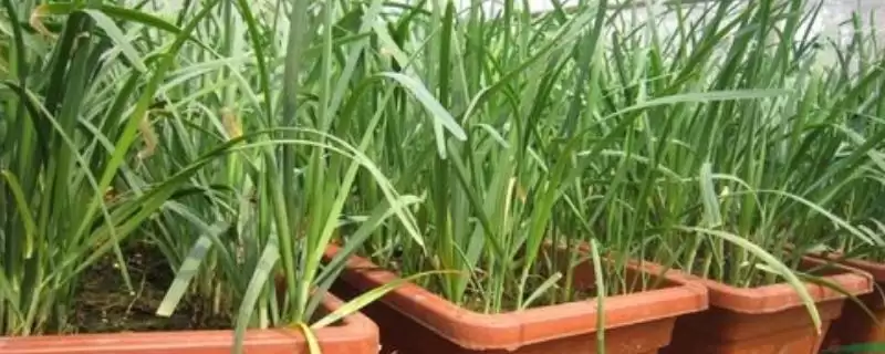 韭菜盆栽播种前,用温水浸泡种子有什么作用?-会东网