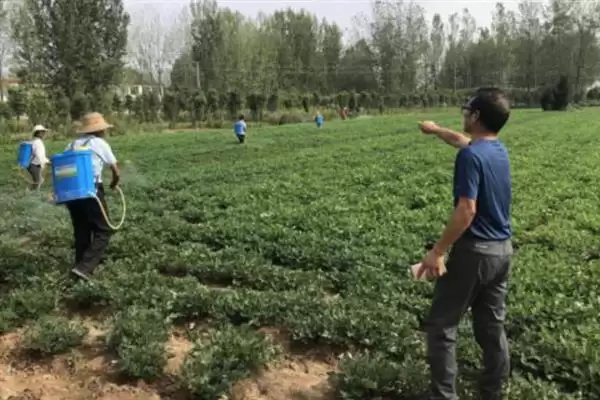 图片[4]-花生叶面喷肥，不同肥料种类的喷施方法会对效果产生多大差异？-会东网