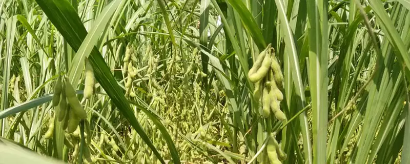 高蛋白夏大豆品种的贡夏豆13大豆种子,高蛋白特性是如何培育出来的?-会东网