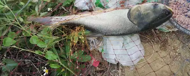 夏季为何全天均可钓鲢鳙?钓鲢鳙的适宜时间还受哪些因素影响?-会东网