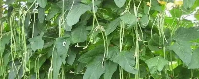 打了农药的豆角间隔7天收获的依据是什么？时间过短或过长会有什么影响？-会东网