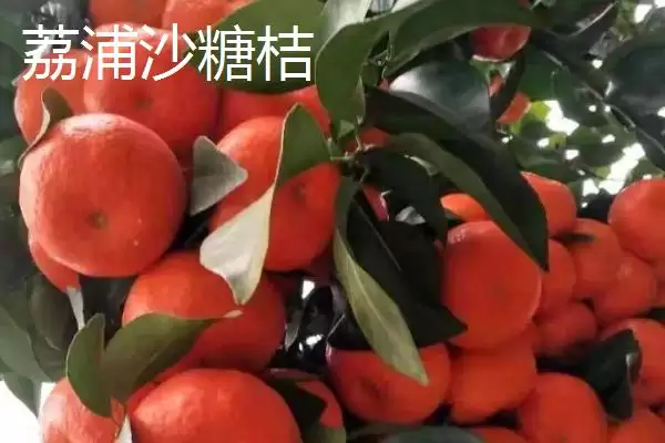 图片[5]-广西省荔浦市的荔浦马蹄久负盛名，它的品质优势体现在哪里？-会东网