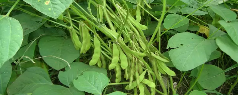 高抗大豆花叶病毒3号株系的吉育414大豆品种,表现如何?-会东网
