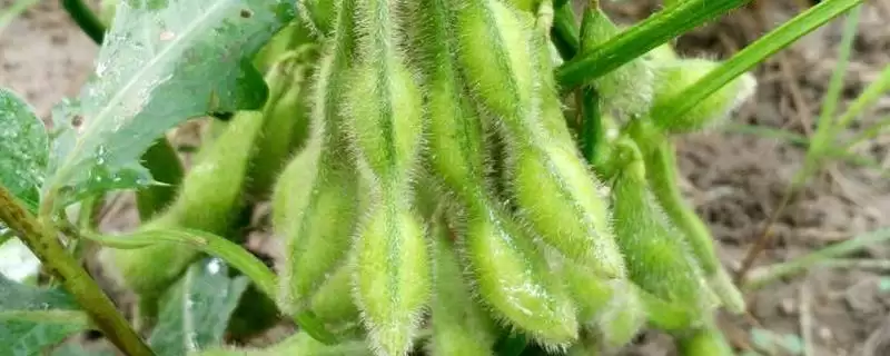 普通夏大豆品种的华展豆600大豆种子,有哪些独特的生长特点?-会东网