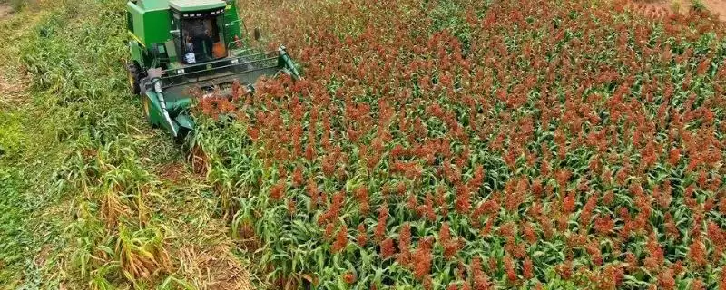 高粱合理轮作,对提高产量和改善土壤有哪些具体作用?高粱的高产种植技术还有哪些?-会东网