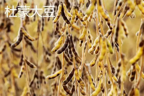 图片[3]-黑龙江大庆作为中国最大的石油石化基地，对当地农业发展有什么影响？-会东网