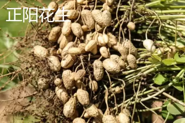 图片[5]-河南省驻马店市的平舆白芝麻、正阳三黄鸡、正阳花生等特产，是如何成为当地特色的？-会东网