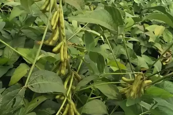 图片[4]-合农95大豆种子，还有哪些值得关注的特点和种植要点？-会东网