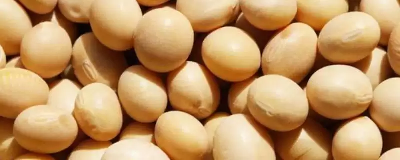 黑大豆品种的黑农568大豆品种,黑大豆有哪些特殊的营养价值?-会东网