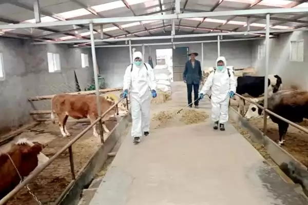 图片[7]-断奶犊牛饲养时，保持适温并定期消毒对其健康成长有多大作用？还有哪些饲养要点？-会东网