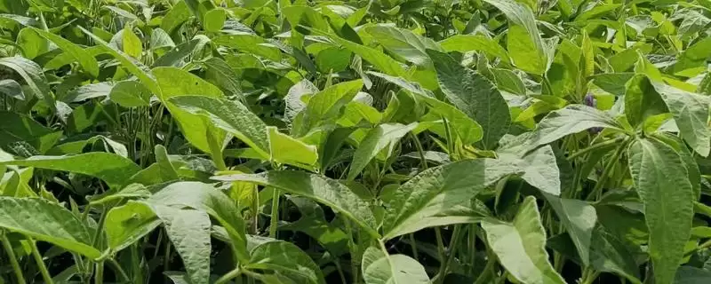 根潜蝇、二条叶甲等是大豆苗期虫害，它们对大豆幼苗的危害方式和程度是怎样的？大豆苗期虫害还有哪些？-会东网
