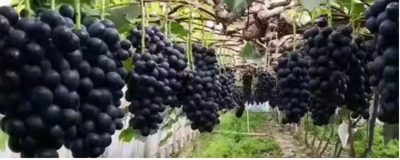 河北秦皇岛的昌黎葡萄畅销全国各地,它的品质优势体现在哪里?-会东网