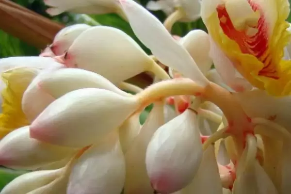 图片[3]-豆蔻耐寒能力差，在冬天可能被冻死，有哪些有效的防寒措施？-会东网