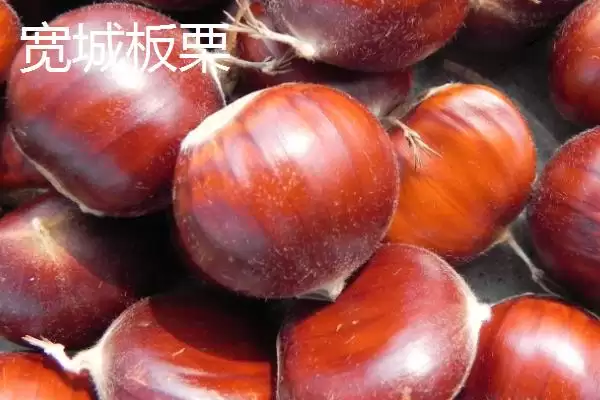 图片[8]-河北省宽城县的扒鸡蛋作为当地特色菜，有怎样独特的制作工艺？-会东网