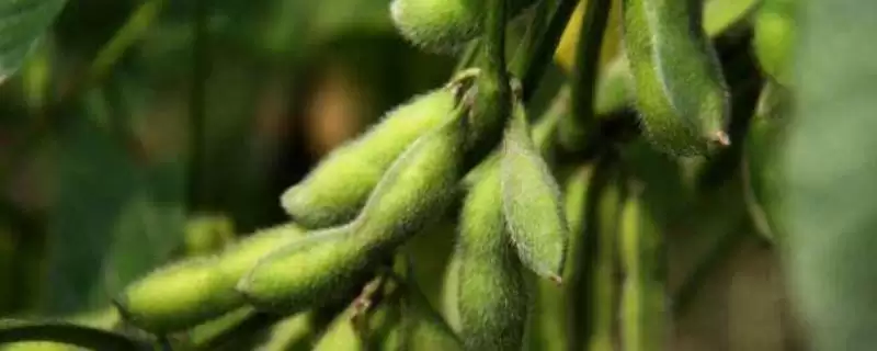 东豆808大豆品种，防治病虫害对其产量和品质的保障有多大作用？-会东网