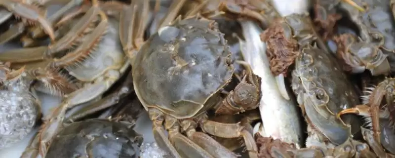 河蟹主要食用水草、动物腐尸、小鱼虾等,这些食物对其生长有什么影响?-会东网