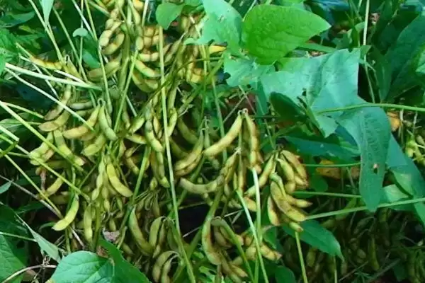 图片[3]-早熟品种吉育242大豆品种，有哪些特点？-会东网