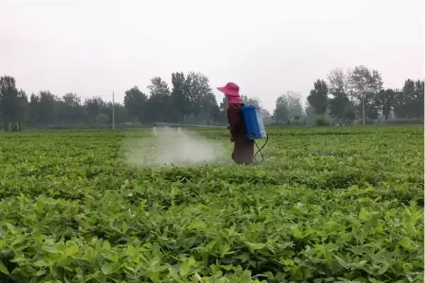 图片[2]-花生叶面喷肥，不同肥料种类的喷施方法会对效果产生多大差异？-会东网