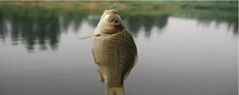 传统钓黑鱼时,时间、钓点和钓具的选择分别有哪些要点?传统钓黑鱼的技巧还有哪些?-会东网