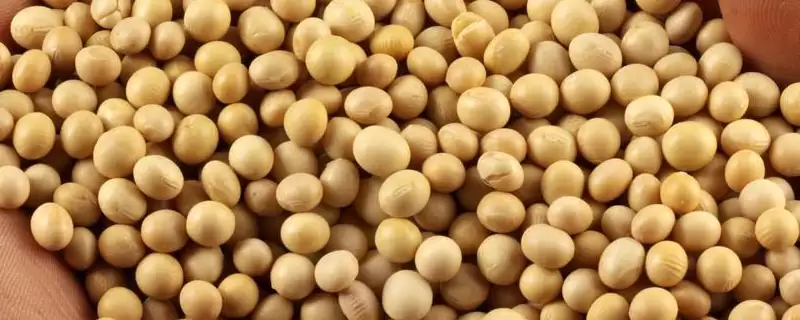 广西春大豆高油品种的华春12号大豆种，高油特性是如何培育出来的？-会东网
