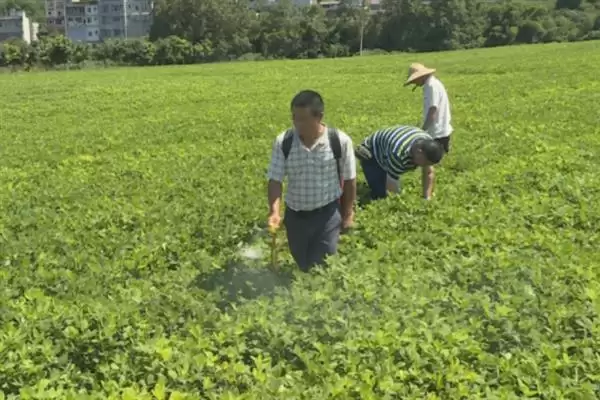 图片[7]-花生叶面喷肥，不同肥料种类的喷施方法会对效果产生多大差异？-会东网
