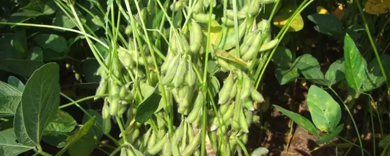 生育期128天的吉育86大豆,还有哪些你不知道的?-会东网
