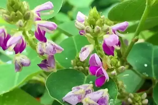 图片[2]-金钱草常见的过路黄、连钱草和广金钱草等，有何区别？-会东网