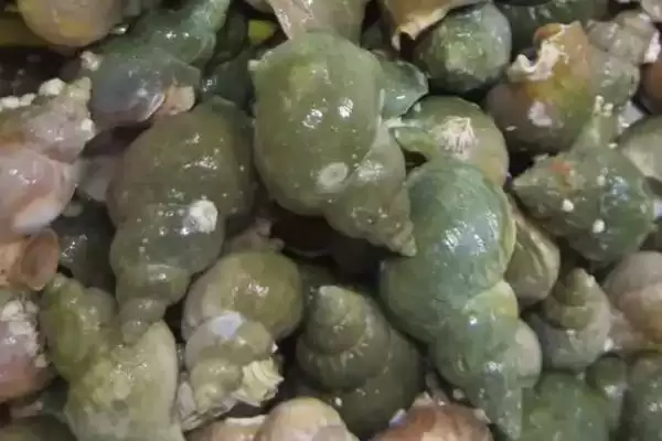 图片[3]-翡翠螺主产于大西洋西部海域，这片海域的环境对翡翠螺的品质有何影响？-会东网