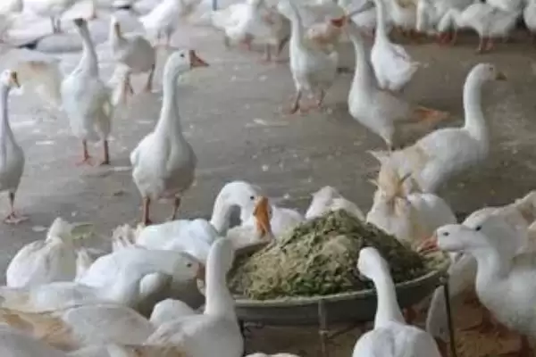 图片[2]-春季蛋鹅产蛋前增喂混合饲料的作用是什么？春季蛋鹅高产管理方法还有哪些关键措施？-会东网