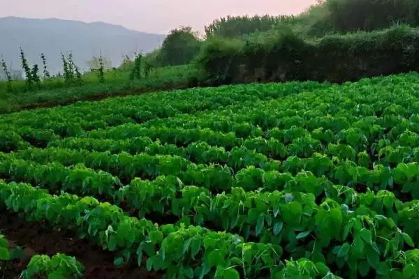 图片[2]-生育期128天的吉育86大豆，还有哪些你不知道的？-会东网