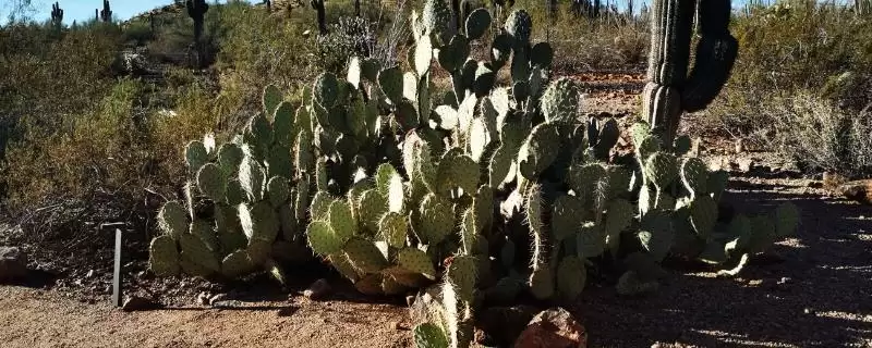 光棍树、仙人掌和沙柳等荒漠植物，它们是如何适应极端干旱环境的？常见的荒漠植物还有哪些？-会东网