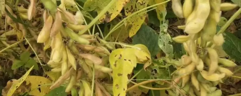 黄豆喜欢氮磷钾肥，不同生长阶段对肥料的需求有何变化？-会东网