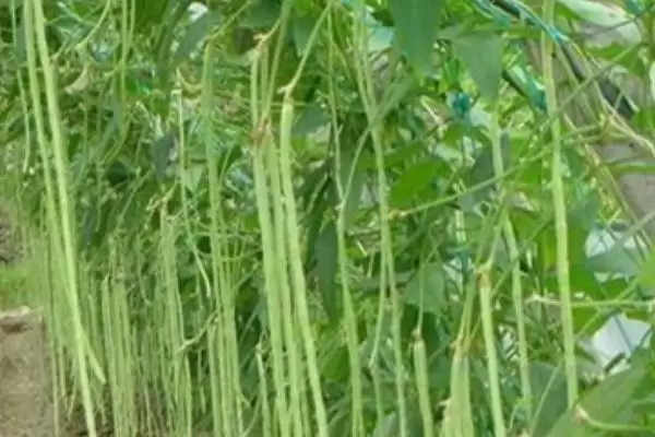 图片[4]-豆角为何具有一定的耐旱性？这种特性对其生长和种植有何影响？-会东网