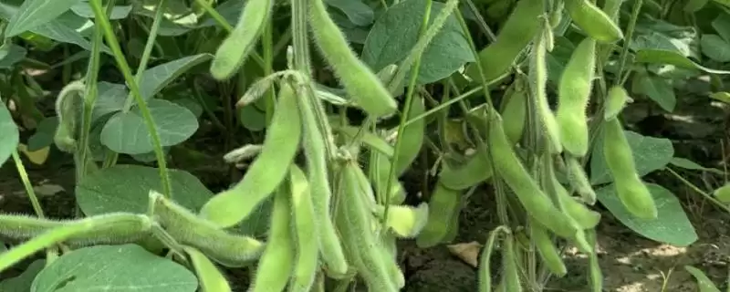 生育期为128天的吉育86号,有哪些特征特性?-会东网