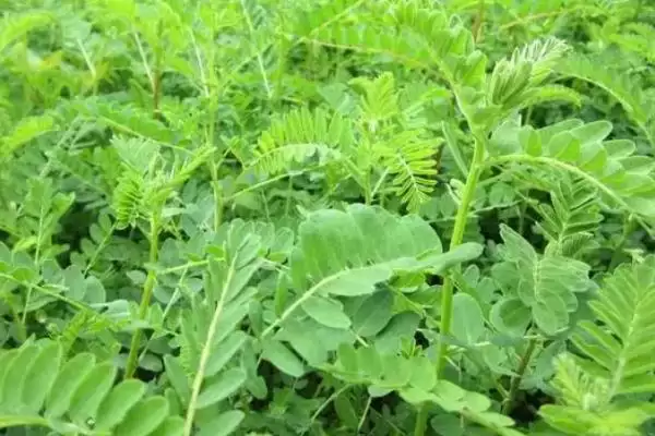 图片[2]-黄芪每年6-8月开花，花期的养护要点有哪些？-会东网